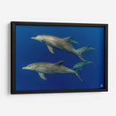 Familia de delfines nariz de botella - Dominic Underwater | Cuadro decorativo de Canvas Lab