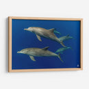 Familia de delfines nariz de botella - Dominic Underwater | Cuadro decorativo de Canvas Lab