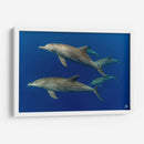 Familia de delfines nariz de botella - Dominic Underwater | Cuadro decorativo de Canvas Lab