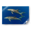 Familia de delfines nariz de botella - Dominic Underwater | Cuadro decorativo de Canvas Lab