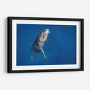 Cria de ballena jorobada subiendo a la superficie - Dominic Underwater | Cuadro decorativo de Canvas Lab