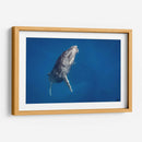 Cria de ballena jorobada subiendo a la superficie - Dominic Underwater | Cuadro decorativo de Canvas Lab