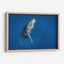 Cria de ballena jorobada subiendo a la superficie - Dominic Underwater | Cuadro decorativo de Canvas Lab