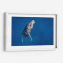 Cria de ballena jorobada subiendo a la superficie - Dominic Underwater | Cuadro decorativo de Canvas Lab
