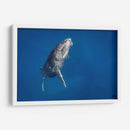 Cria de ballena jorobada subiendo a la superficie - Dominic Underwater | Cuadro decorativo de Canvas Lab
