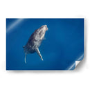 Cria de ballena jorobada subiendo a la superficie - Dominic Underwater | Cuadro decorativo de Canvas Lab
