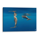 Pareja de delfines de nariz de botella - Dominic Underwater | Cuadro decorativo de Canvas Lab