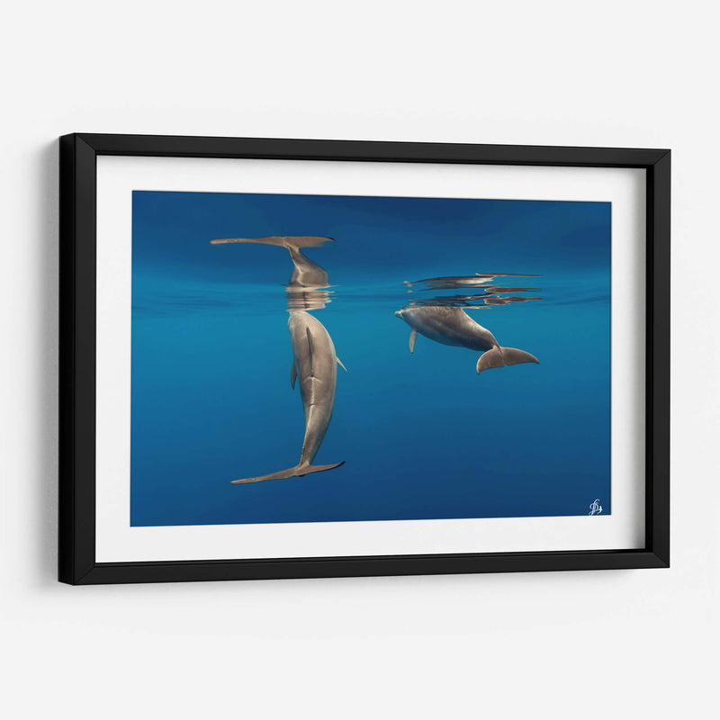Pareja de delfines de nariz de botella - Dominic Underwater | Cuadro decorativo de Canvas Lab