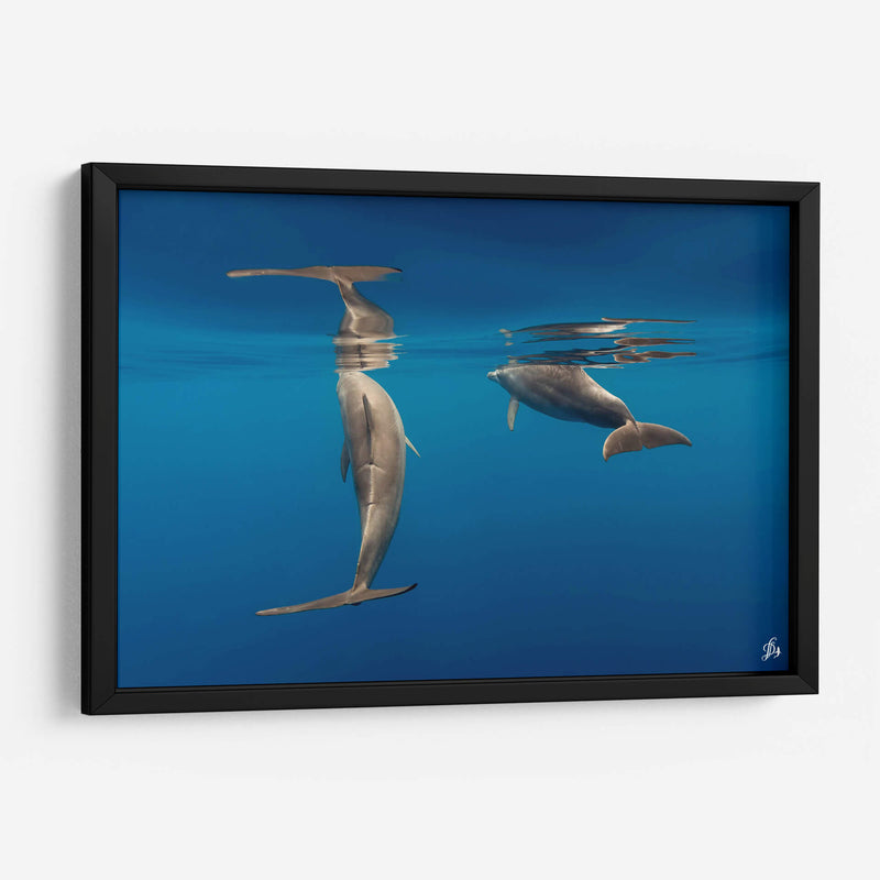 Pareja de delfines de nariz de botella - Dominic Underwater | Cuadro decorativo de Canvas Lab