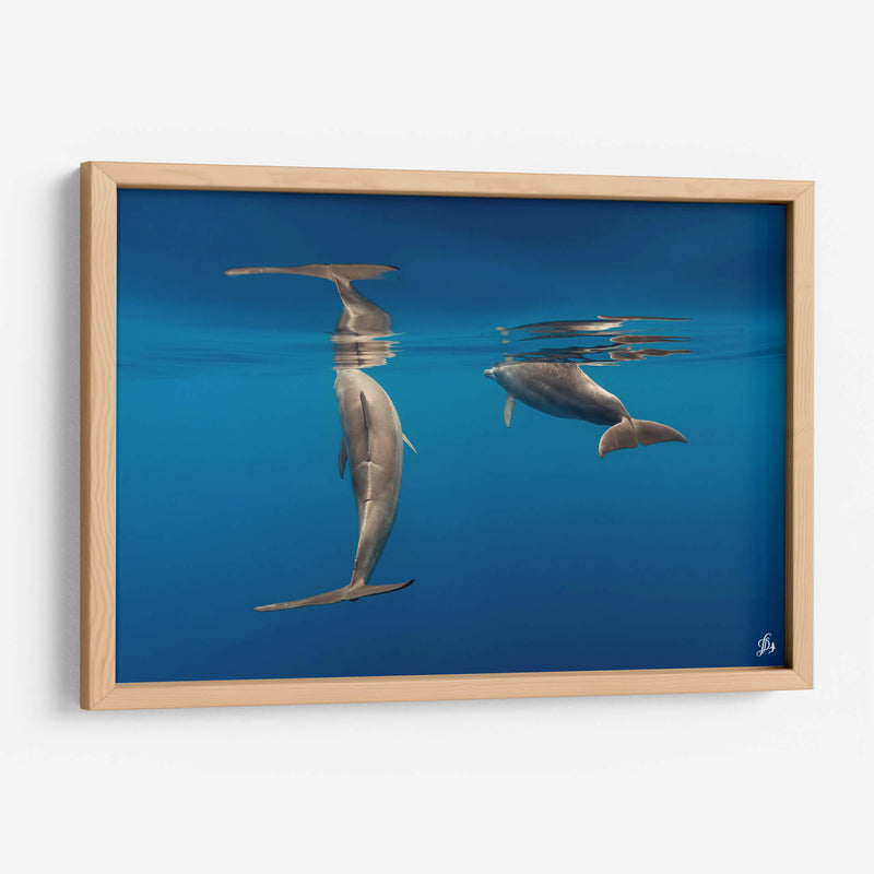 Pareja de delfines de nariz de botella - Dominic Underwater | Cuadro decorativo de Canvas Lab