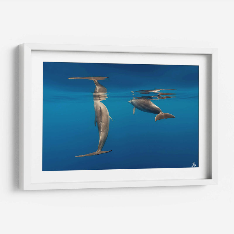 Pareja de delfines de nariz de botella - Dominic Underwater | Cuadro decorativo de Canvas Lab
