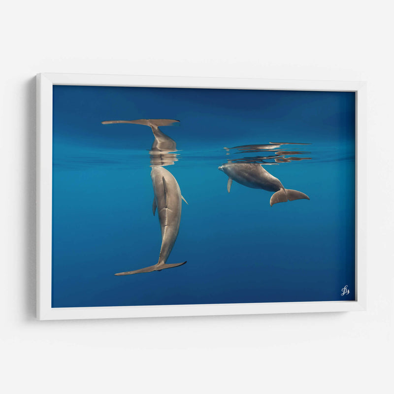 Pareja de delfines de nariz de botella - Dominic Underwater | Cuadro decorativo de Canvas Lab