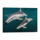 Delfines oscuros - Dominic Underwater | Cuadro decorativo de Canvas Lab