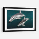 Delfines oscuros - Dominic Underwater | Cuadro decorativo de Canvas Lab