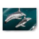 Delfines oscuros - Dominic Underwater | Cuadro decorativo de Canvas Lab