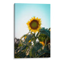 Girasol colorido  - Chepo Murua | Cuadro decorativo de Canvas Lab