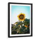 Girasol colorido  - Chepo Murua | Cuadro decorativo de Canvas Lab