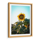 Girasol colorido  - Chepo Murua | Cuadro decorativo de Canvas Lab