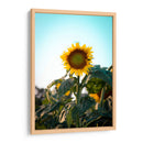 Girasol colorido  - Chepo Murua | Cuadro decorativo de Canvas Lab