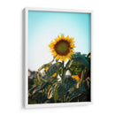 Girasol colorido  - Chepo Murua | Cuadro decorativo de Canvas Lab