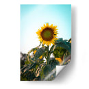 Girasol colorido  - Chepo Murua | Cuadro decorativo de Canvas Lab