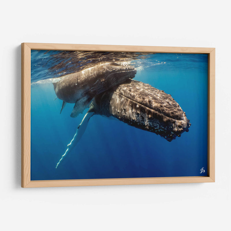 Ballenas jorobadas madre y cria de cerca - Dominic Underwater | Cuadro decorativo de Canvas Lab