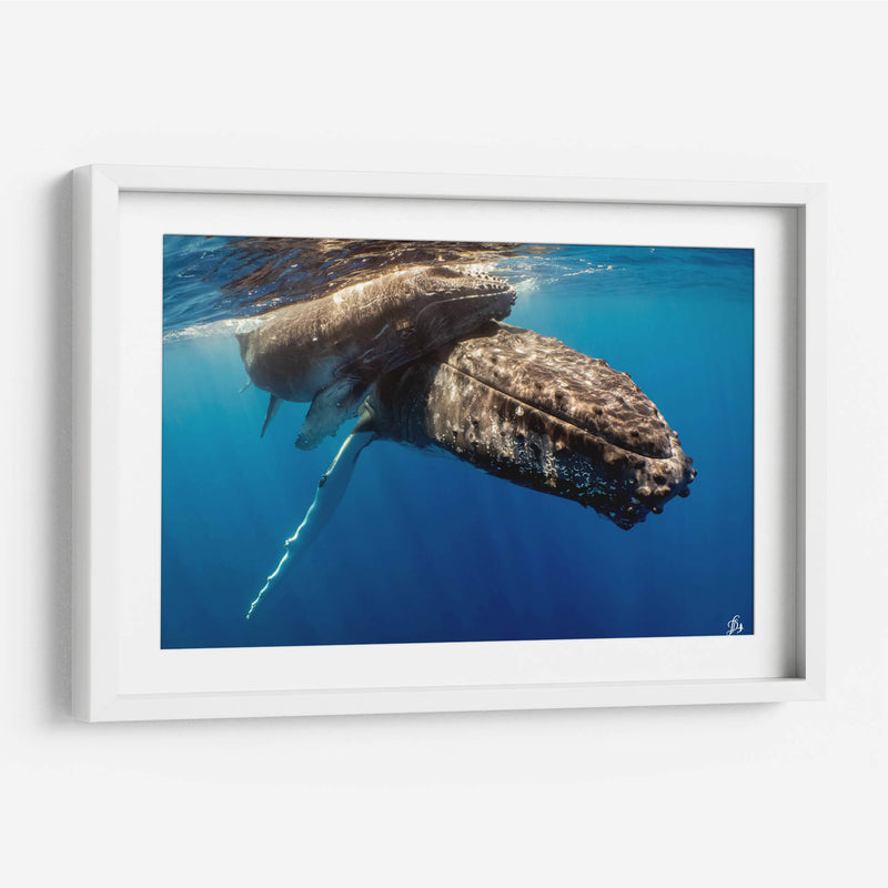 Ballenas jorobadas madre y cria de cerca - Dominic Underwater | Cuadro decorativo de Canvas Lab