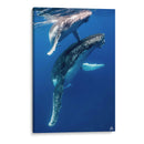 Ballenas jorobadas madre y cria foto vertical - Dominic Underwater | Cuadro decorativo de Canvas Lab