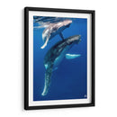 Ballenas jorobadas madre y cria foto vertical - Dominic Underwater | Cuadro decorativo de Canvas Lab