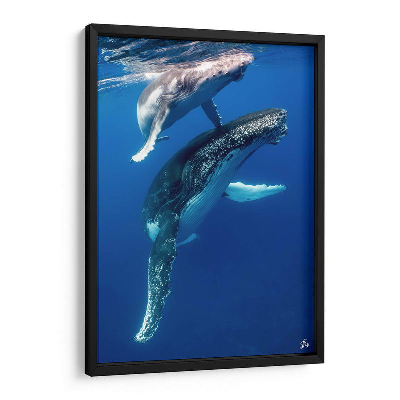 Ballenas jorobadas madre y cria foto vertical - Dominic Underwater | Cuadro decorativo de Canvas Lab