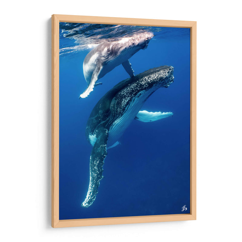 Ballenas jorobadas madre y cria foto vertical - Dominic Underwater | Cuadro decorativo de Canvas Lab