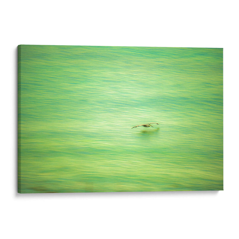 Planeo verde de pelicano - FErB | Cuadro decorativo de Canvas Lab