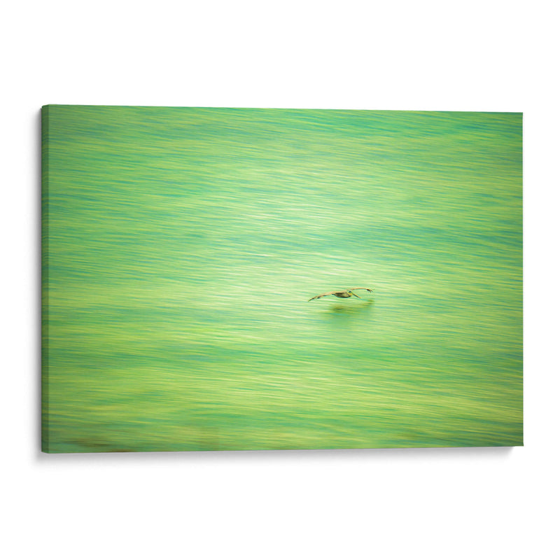 Planeo verde de pelicano - FErB | Cuadro decorativo de Canvas Lab