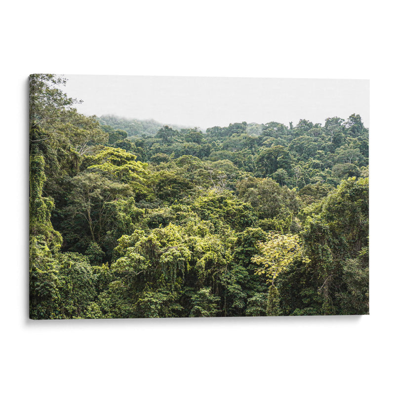 Perdidx en la selva - Tanya Amanrro | Cuadro decorativo de Canvas Lab