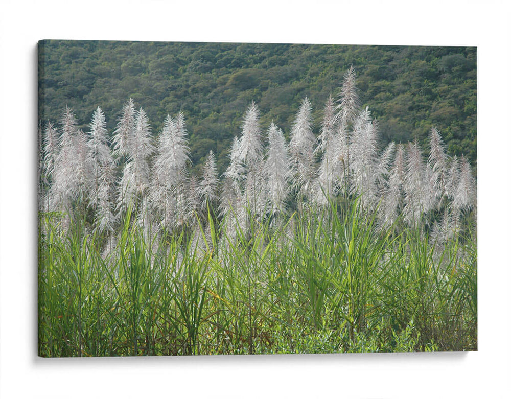 Caña de azúcar - PilVaz | Cuadro decorativo de Canvas Lab