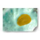 Suave concha de mar - FErB | Cuadro decorativo de Canvas Lab