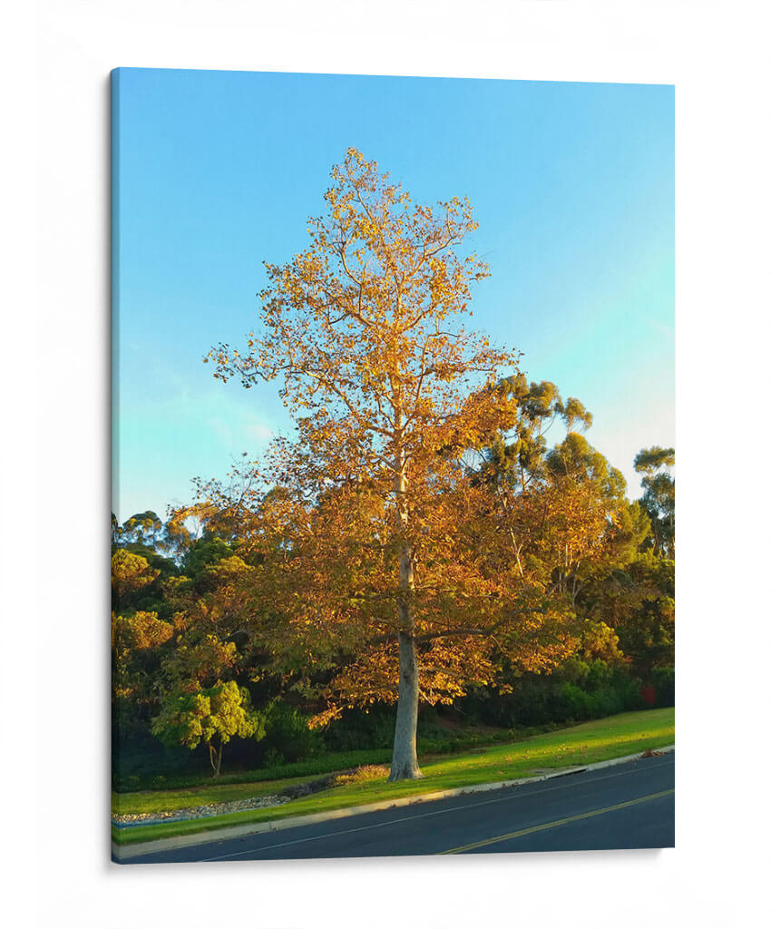 Otoño - PilVaz | Cuadro decorativo de Canvas Lab