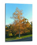 Otoño - PilVaz | Cuadro decorativo de Canvas Lab