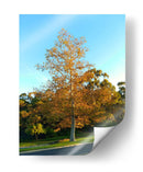 Otoño - PilVaz | Cuadro decorativo de Canvas Lab