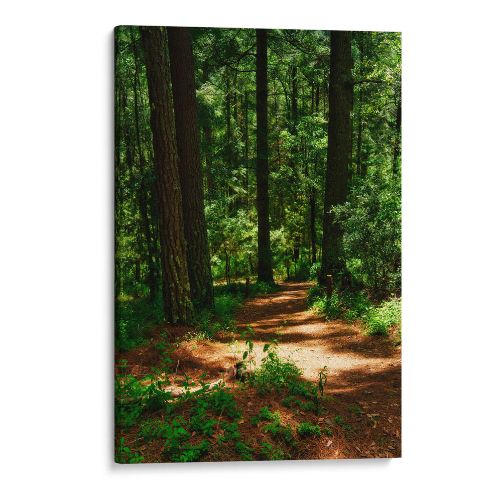 Camino en el bosque - JORGE VARGAS | Cuadro decorativo de Canvas Lab