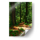 Camino en el bosque - JORGE VARGAS | Cuadro decorativo de Canvas Lab