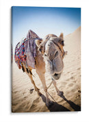 Hola camello | Cuadro decorativo de Canvas Lab