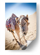 Hola camello | Cuadro decorativo de Canvas Lab