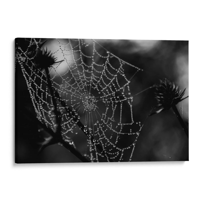 Telaraña BN - HCTR | Cuadro decorativo de Canvas Lab