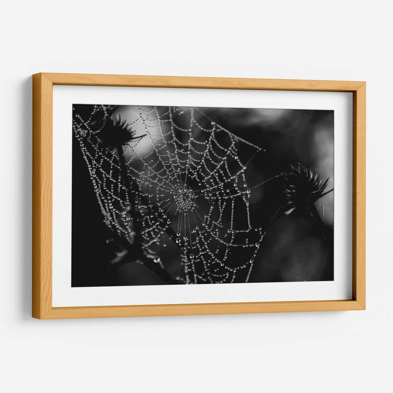 Telaraña BN - HCTR | Cuadro decorativo de Canvas Lab