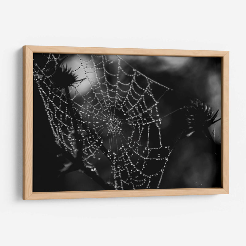 Telaraña BN - HCTR | Cuadro decorativo de Canvas Lab