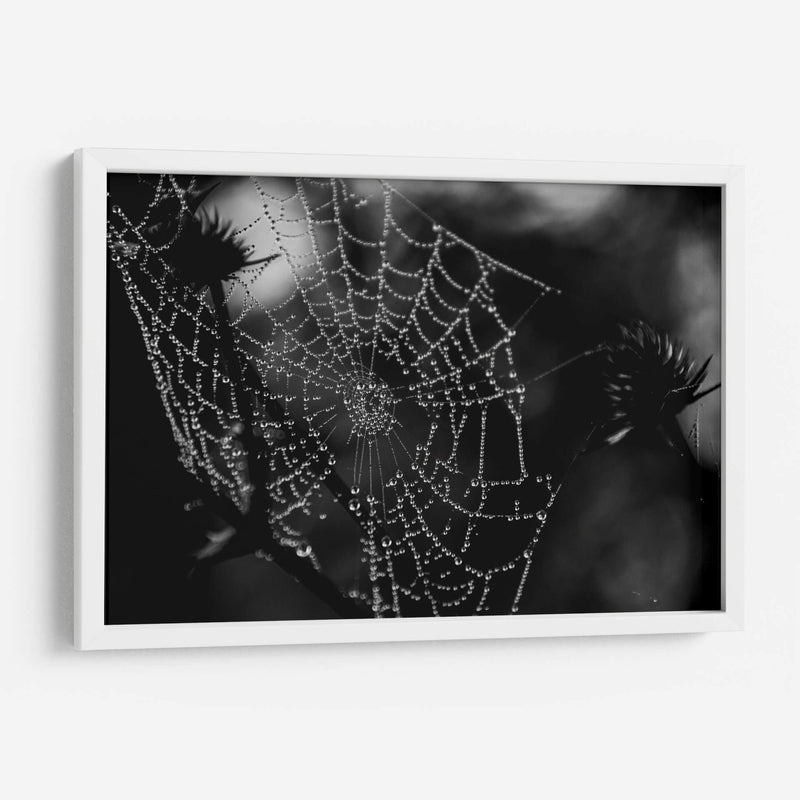 Telaraña BN - HCTR | Cuadro decorativo de Canvas Lab