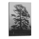 Árbol bajo la niebla - HCTR | Cuadro decorativo de Canvas Lab