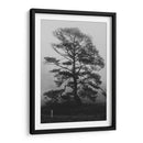 Árbol bajo la niebla - HCTR | Cuadro decorativo de Canvas Lab
