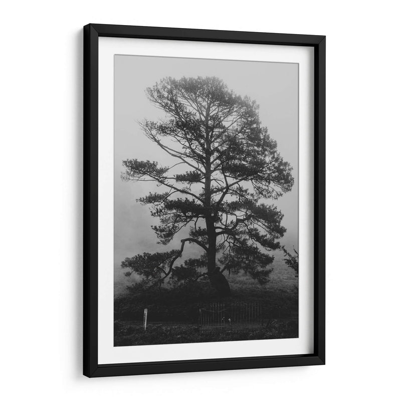 Árbol bajo la niebla - HCTR | Cuadro decorativo de Canvas Lab